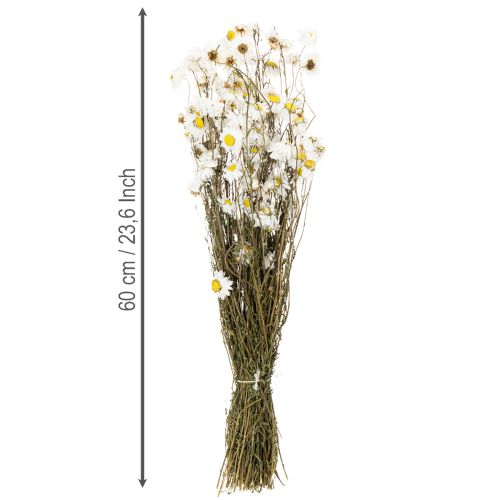 položky Sušené květy Acroclinium, bílé květy, aranžmá ze sušených květin, 60 cm, 80 g