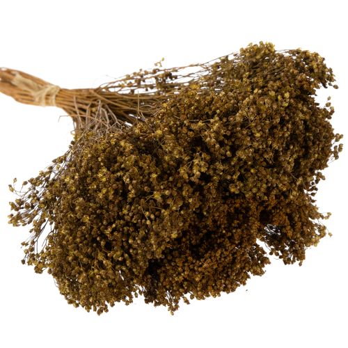 položky Sušené květiny Broom Bloom olivově zelené 160g 48cm