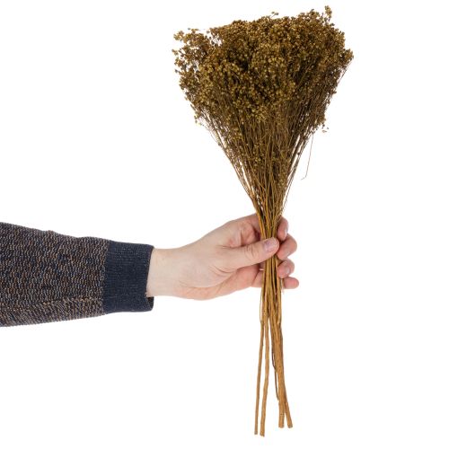 položky Sušené květiny Broom Bloom olivově zelené 160g 48cm