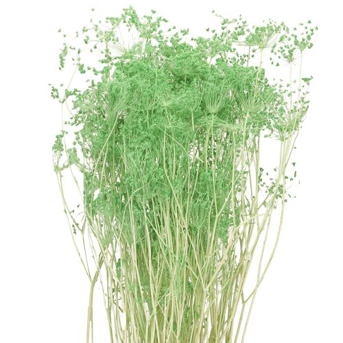 Floristik24 Sušené květiny Umbellifera zelené 70-80cm 150g