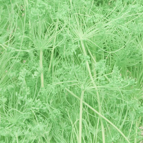 položky Sušené květiny Umbellifera zelené 70-80cm 150g