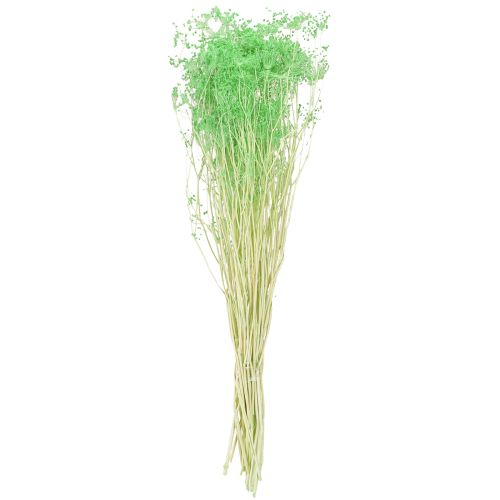 položky Sušené květiny Umbellifera zelené 70-80cm 150g