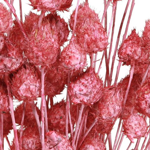 položky Sušené květy růžový suchý bodlák ostropestřec jahodový barvený 50cm 100g