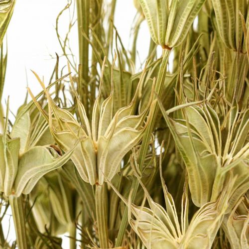 Floristik24 Sušené květy černý kmín dekorace přírodní Nigella 50cm 75g