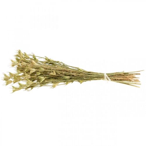 Floristik24 Sušené květy černý kmín dekorace přírodní Nigella 50cm 75g