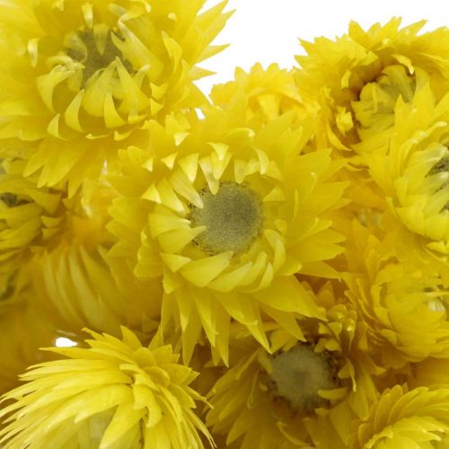 položky Sušené květy čepicové květy žluté slámové květy V42cm