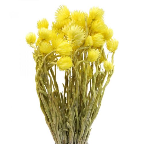 Floristik24 Sušené květy čepicové květy žluté slámové květy V42cm