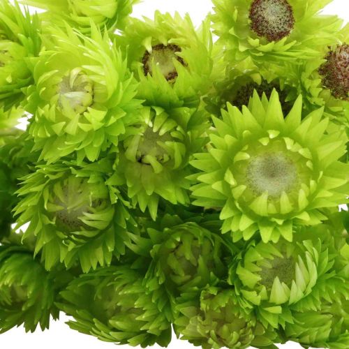 položky Sušené květiny Deco Cap Flowers Slámové květiny barevné V42cm