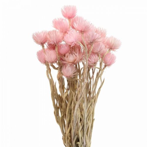 Floristik24 Sušené květy čepice květy růžové slámové květy V42cm