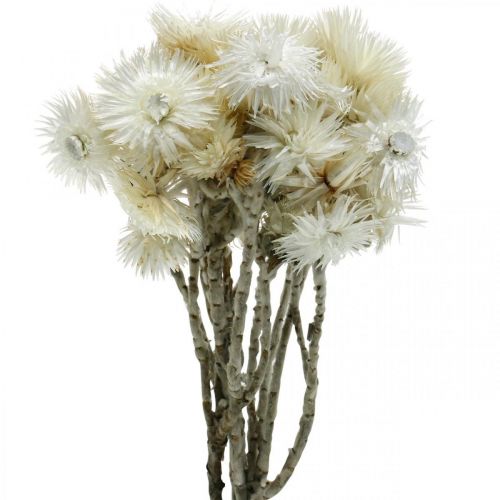 Floristik24 Sušené květy čepicové květy přírodní bílé, slaměné květy, sušená kytice V33cm