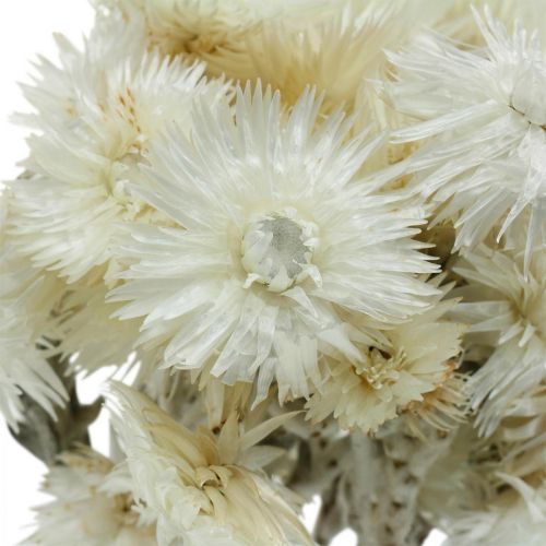 položky Sušené květy čepicové květy přírodní bílé, slaměné květy, sušená kytice V33cm
