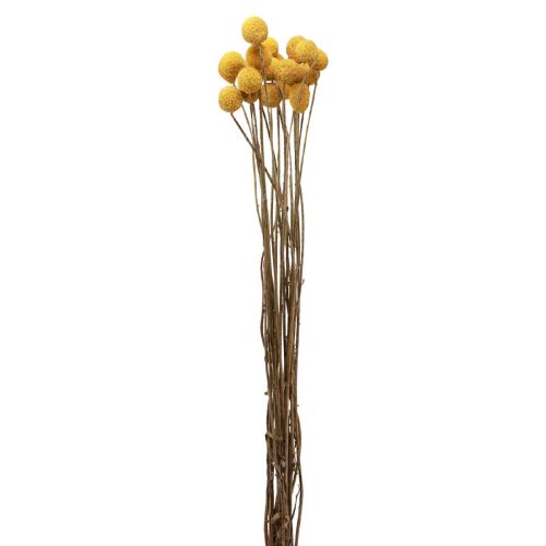Floristik24 Sušené květiny Craspedia sušené, paličky žluté 50cm 20ks
