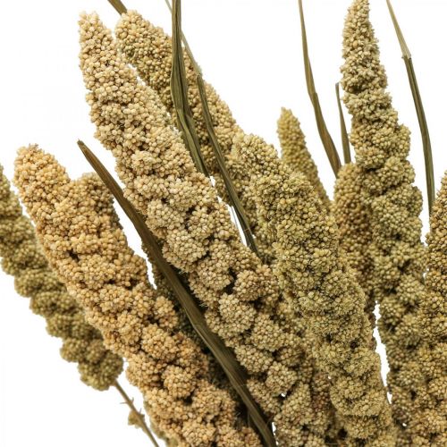 Sušené květiny proso zrno deco suchá floristika 65cm 100g