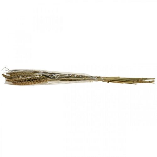 Floristik24 Sušené květiny proso zrno deco suchá floristika 65cm 100g