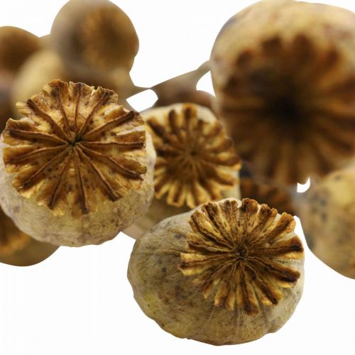 Floristik24 Sušený květ mák tobolka žlutý papaver deco mák 75g