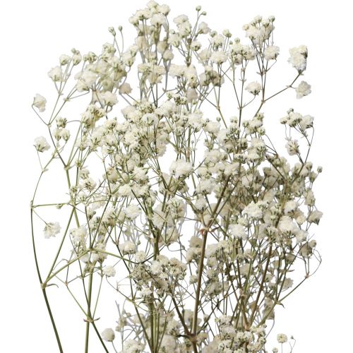 Floristik24 Sušené květy Gypsophila Gypsophila White 58cm 7g