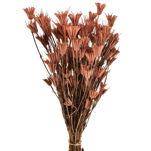Floristik24 Sušené květy černý kmín dekorace červená hnědá Nigella 40cm 100g