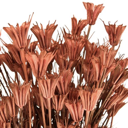 Floristik24 Sušené květy černý kmín dekorace červená hnědá Nigella 40cm 100g