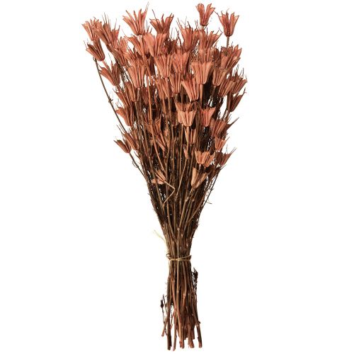 Floristik24 Sušené květy černý kmín dekorace červená hnědá Nigella 40cm 100g