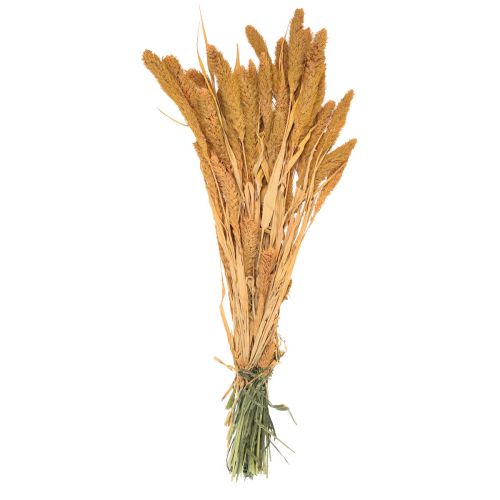 položky Sušené květiny, Setaria Pumila, proso štětinové oranžové 72cm 225g