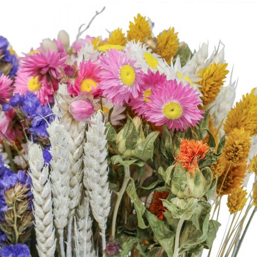 Floristik24 Sušená kytice slámových květů plážové levandule Phalaris grain 55cm