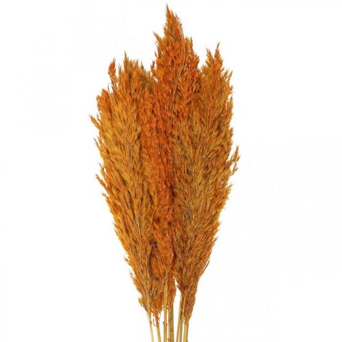 Floristik24 Sušená tráva, ostřice, sušená, deko tráva, pomeranč, 70 cm, 10 kusů