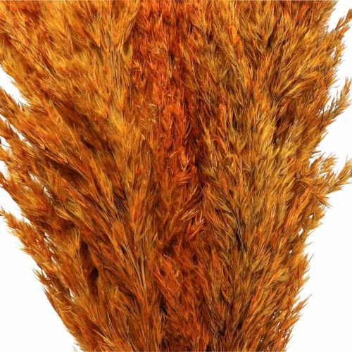 položky Ostřice suchá sušená dekorativní tráva oranžová 70cm 10 ks