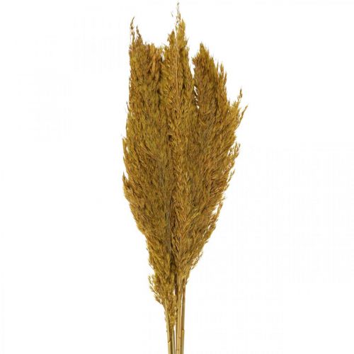 Floristik24 Sušená tráva, ostřice, sušená, olivově zelená, deko tráva, 70 cm, 10 kusů