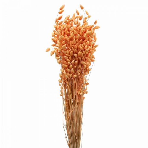 Floristik24 Suchá kytice z třesavky Meruňka Briza okrasná tráva 55cm 50g