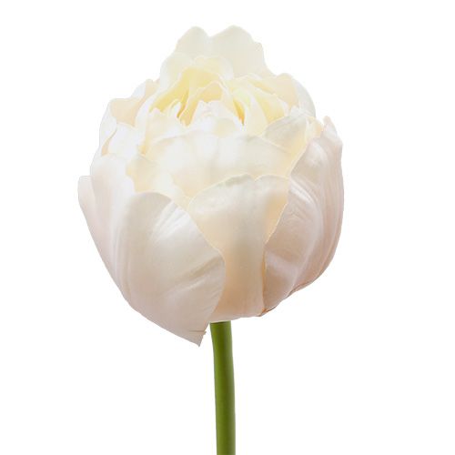 Floristik24 Tulipán bílo-růžový 86cm 3ks