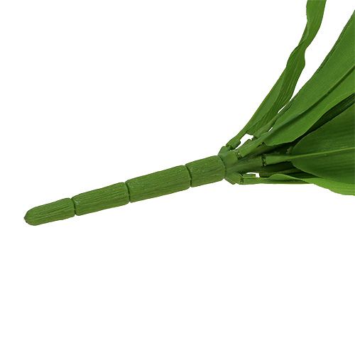 Floristik24 Tulipánový keř bílý 30cm