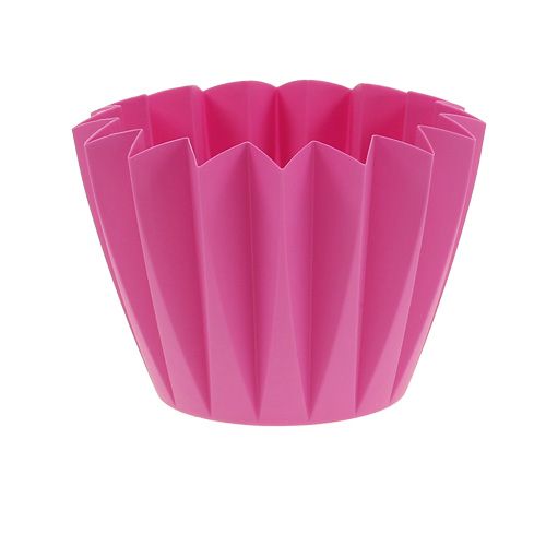 Floristik24 Repot Adonis Azalea 14cm 20 ks