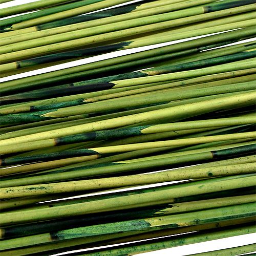 Floristik24 Vlei Reed 400g tmavě zelená