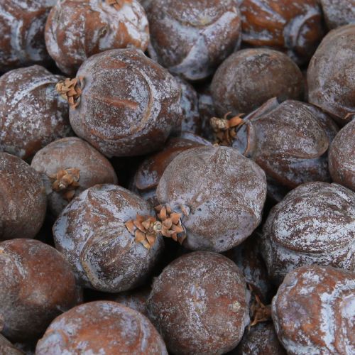 Floristik24 Jalovcové šišky Syrský jalovec přírodní Ø1,5–2,5cm 1kg