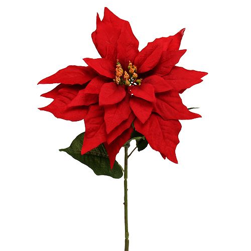Floristik24 Vánoční hvězda červená 57cm 1p