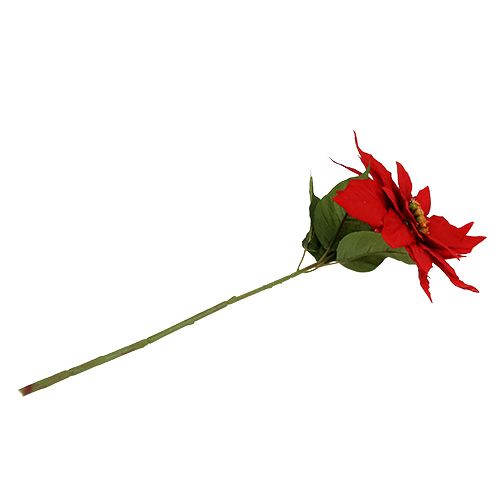 Floristik24 Vánoční hvězda červená 57cm 1p