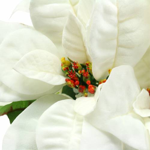 Floristik24 Kytice poinsettie bílá 52cm