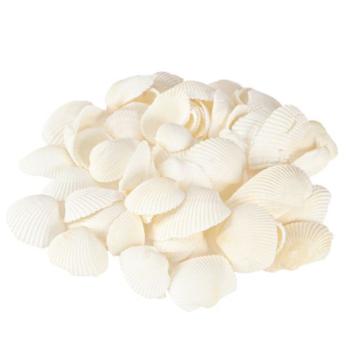 Floristik24 White Shells Dekorativní Cockles 2-3,5cm 300g × 2ks