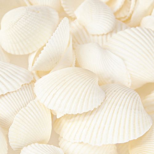 Floristik24 White Shells Dekorativní Cockles 2-3,5cm 300g × 2ks