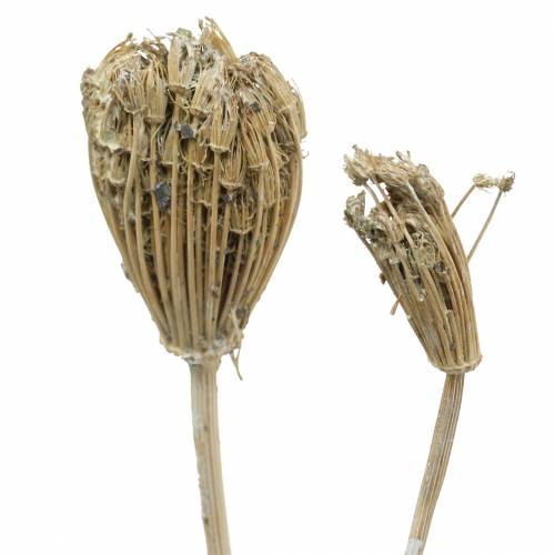Floristik24 Wildflower Hrozen, přírodní řebříček, praný bílý 30–60cm 150g