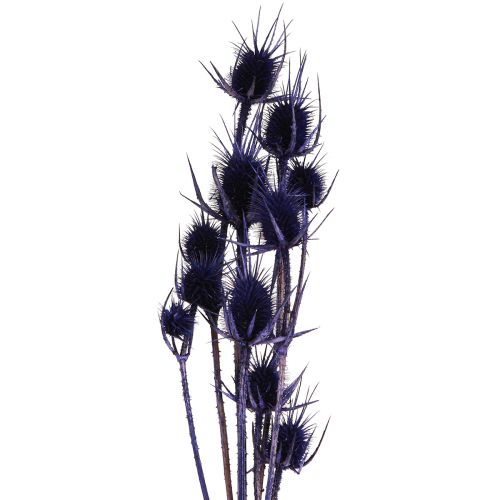 Floristik24 Teasel Sušené květiny Teasel Teasel Fialový 55cm 10 hlav
