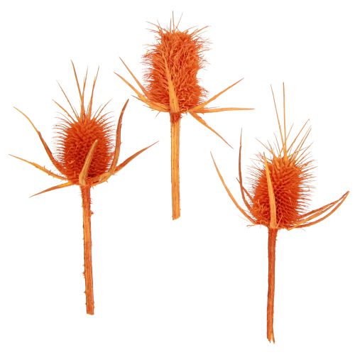 Floristik24 Divoké Teasels Orange Teasel Ostropestřec sušená dekorace 1kg
