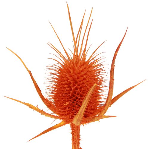položky Divoké Teasels Orange Teasel Ostropestřec sušená dekorace 1kg