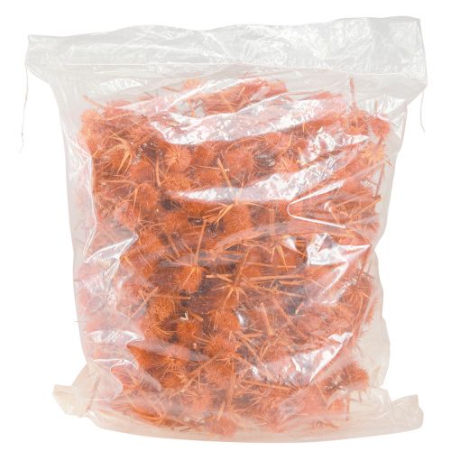 položky Divoké Teasels Orange Teasel Ostropestřec sušená dekorace 1kg