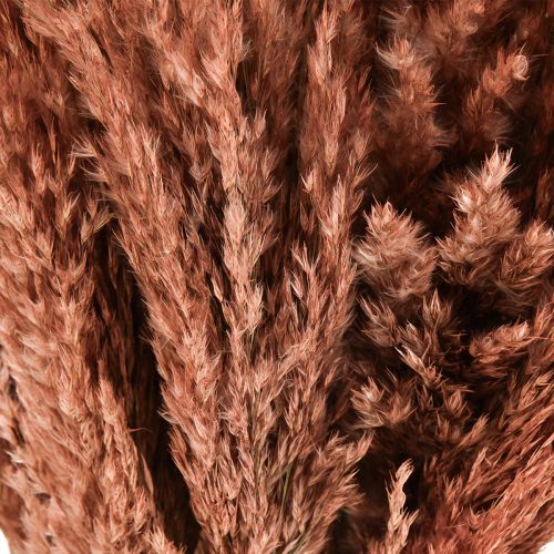 položky Wilde Reed Plume Reed Suchá dekorace Meruňka 75cm 10 ks