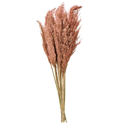 položky Wilde Reed Plume Reed Suchá dekorace Meruňka 75cm 10 ks