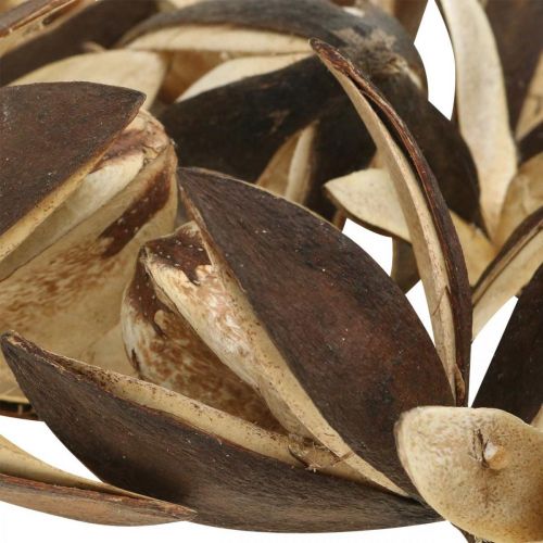 položky Divoká lilie přírodní dekorace exotické sušené květiny 6-8cm 50 ks
