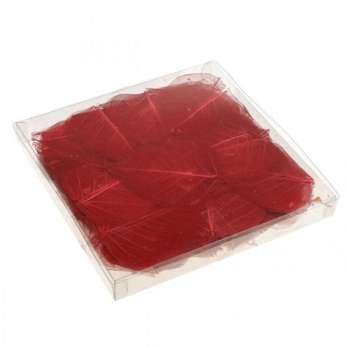 Floristik24 Skeletonized Willow Leaf Red, Willow Skeleton, Veil Leaf 200 ks