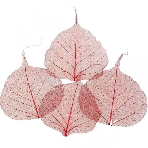 Floristik24 Skeletonized Willow Leaf Red, Willow Skeleton, Veil Leaf 200 ks