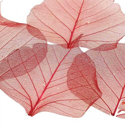 Floristik24 Skeletonized Willow Leaf Red, Willow Skeleton, Veil Leaf 200 ks